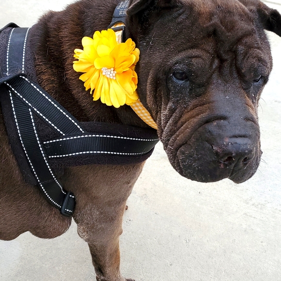 Meet your Posher, Jamie - Picture 4 of 6